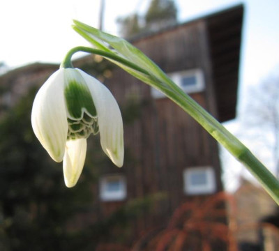Neues_Gluckchen_150215.jpg