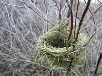 Nestchen_2_150215.jpg