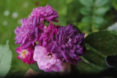 k-Bild2014_150.jpg