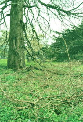 Taxodium_distichum_mit_Hangearmen.jpg