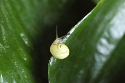 hostaschneck_12939.jpg