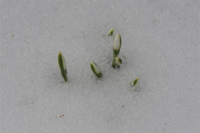 Galanthus_nivalis_20150215_1.jpg