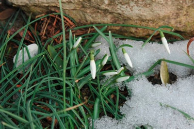 Galanthus_reginae-olgae_vernalis_20150215.jpg