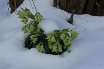 Helleborus_foetidus_20150215_1.jpg