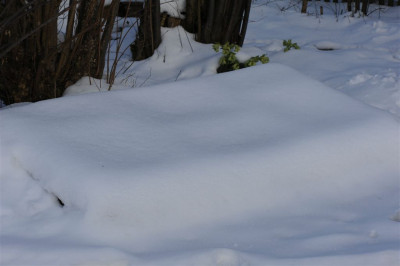 Fritillaria-Kasten_20150215_1.jpg