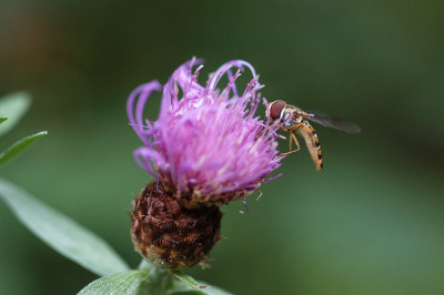 flockenschwebefliege_12931.jpg