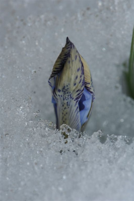 Iris_bakeriana_20150215_1.jpg