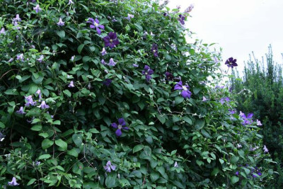 Cl.vit.Betty_Corning_u.Etoille_Violett0111a.jpg