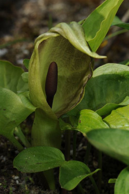 Arum_maculatum_20140505_1.jpg