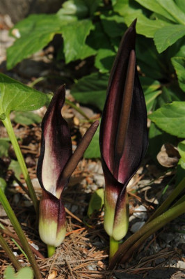 Arum_orientale_20140426.jpg
