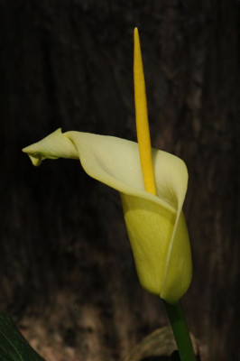 Arum_creticum_20140426_1.jpg