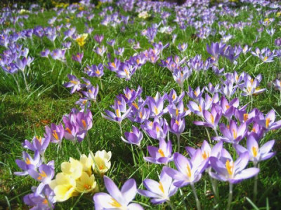 Crocus_1_18.03.2009a.JPG