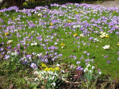 Crocus_2_18.03.2009a.JPG