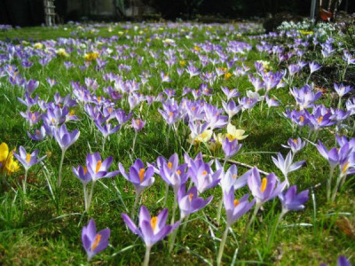 Crocus_3_18.03.2009a.JPG