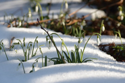aussaeaer_galanthus_2015.jpg