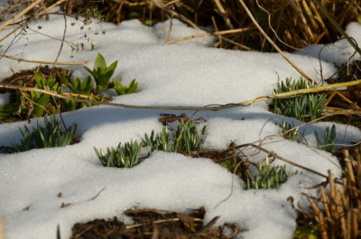 tuffbildende_galanthus_2015.jpg
