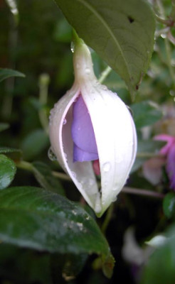 UnknownFuchsia.jpg