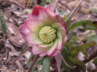 helleborus_schneeeule_80.jpg