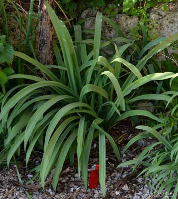 G.elwesii_aff._porrefolium.jpg