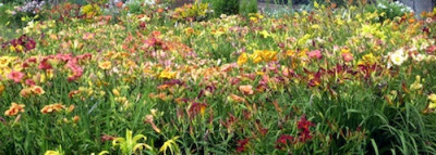 07_Sa776mlingsgarten_08.jpg