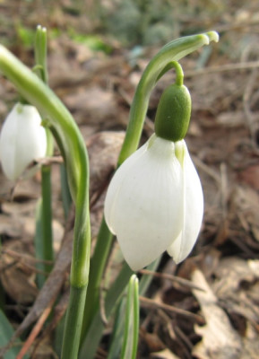Galanthus_Ketton_150220.jpg