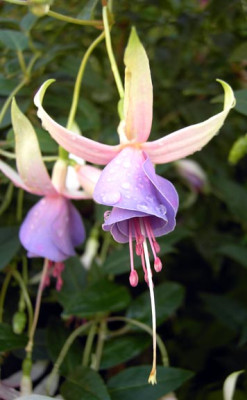 UnknownFuchsia2.jpg