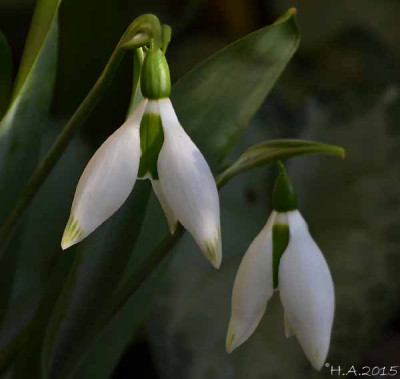 G.Big_Boy_15-02-20.jpg