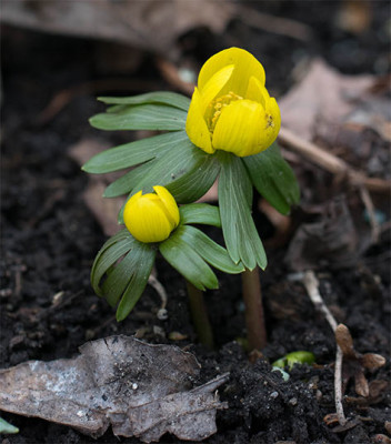 Eranthis_unbekannt.jpg