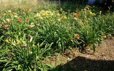 Samlingsbeete_2013_3_em.jpg