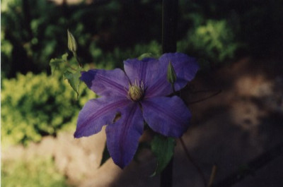 Ascotiensis.jpg