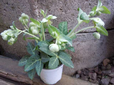 Helleborus_Lower_004.JPG