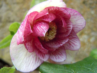 Helleborus_Lower_002.JPG