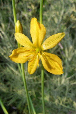 Anthericum_torreyi.jpg