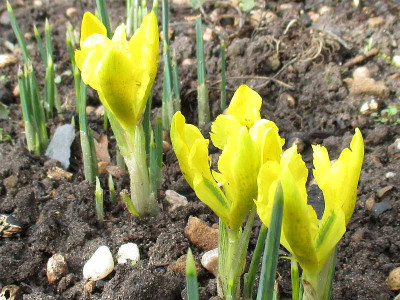 Iris_danfordiae_20150221.jpg