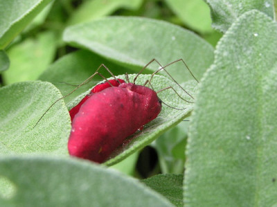 Rose-Juli-1.jpg