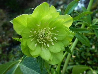pure_green.jpg