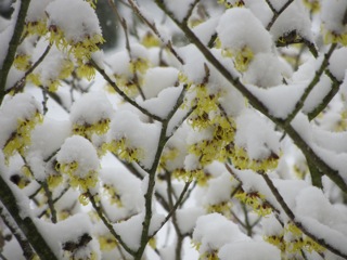 Hamamelis_fur_PUR_IMG_4367_2.jpg