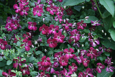 Cl.vit.Rubra0511a.jpg