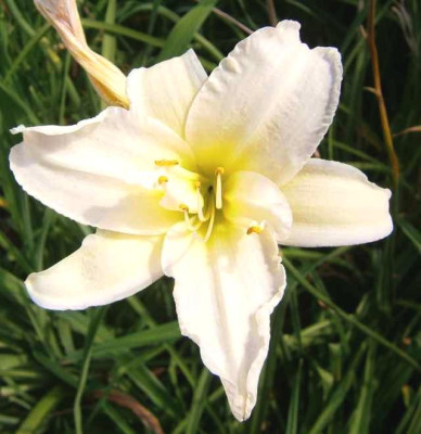 Saml_white_2.jpg