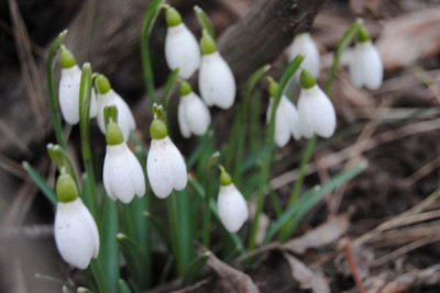 k-schneeglockchen_gross_u_klein_006.jpg