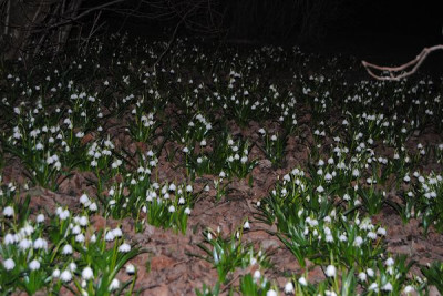 k-schneeglockchen_gross_u_klein_037.jpg