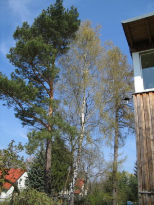 Baume1.JPG