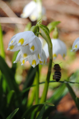 k-schneeglockchen_gross_u_klein_089.jpg