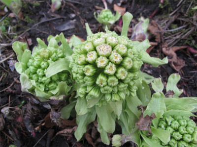 Petasites_japonica_Variegata_bluete01.jpg