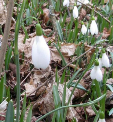 plicathus-riese-schn.jpg