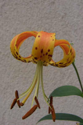 Lilium_superbum.jpg