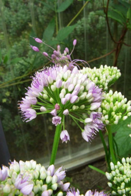 Allium_senescens_grunblattrig.jpg