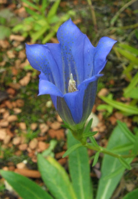 Gentiana_pneumonanthe.jpg