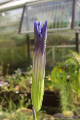 Gentianella_paludosa.jpg