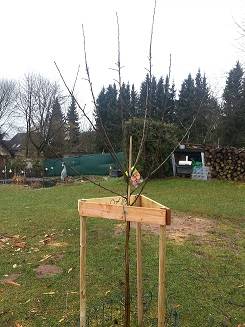 Baum_Elstar_Erziehungsschnitt.jpg